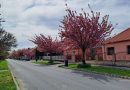 Virágba borult a Berzsenyi utca Marcaliban – VIDEÓ
