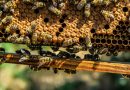 Méhészek figyelem! – hirdetmény