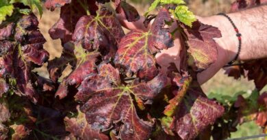 Körülhatárolt terület kijelölése, zárlati és kötelező növényvédelmi intézkedések elrendelése