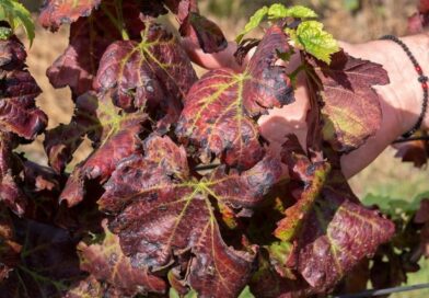 Körülhatárolt terület kijelölése, zárlati és kötelező növényvédelmi intézkedések elrendelése