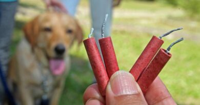 Állati jó tanácsok Szilveszterre – előzzük meg a tűzijáték baleseteket!