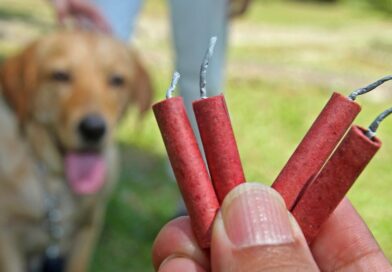 Állati jó tanácsok Szilveszterre – előzzük meg a tűzijáték baleseteket!