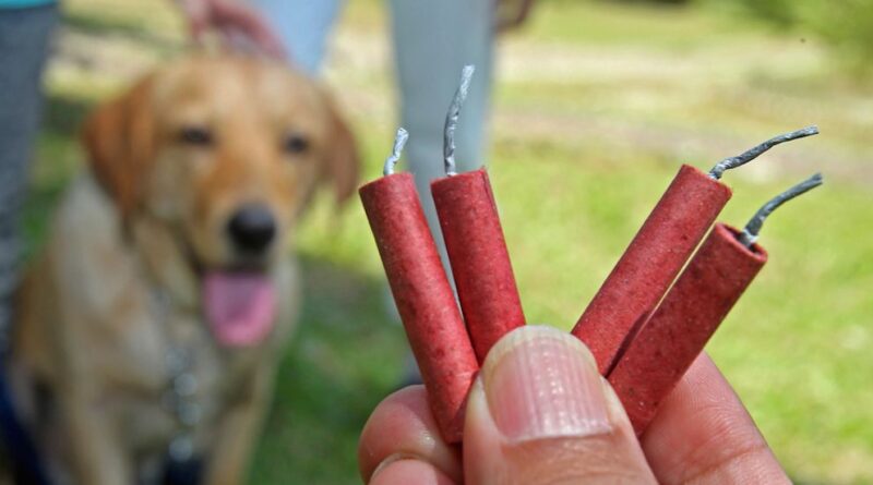 Állati jó tanácsok Szilveszterre – előzzük meg a tűzijáték baleseteket!