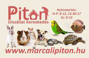 plakat_piton