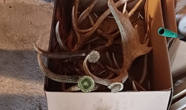 Illegális agancsozás