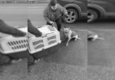 Szabadnapos kutyás rendőr fogta be az elkóborolt ebet