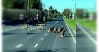 Balatonfenyvesen egy csapat őz ugrott az autók elé.