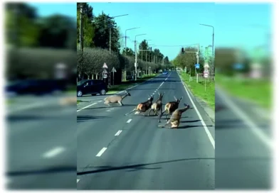 Balatonfenyvesen egy csapat őz ugrott az autók elé.