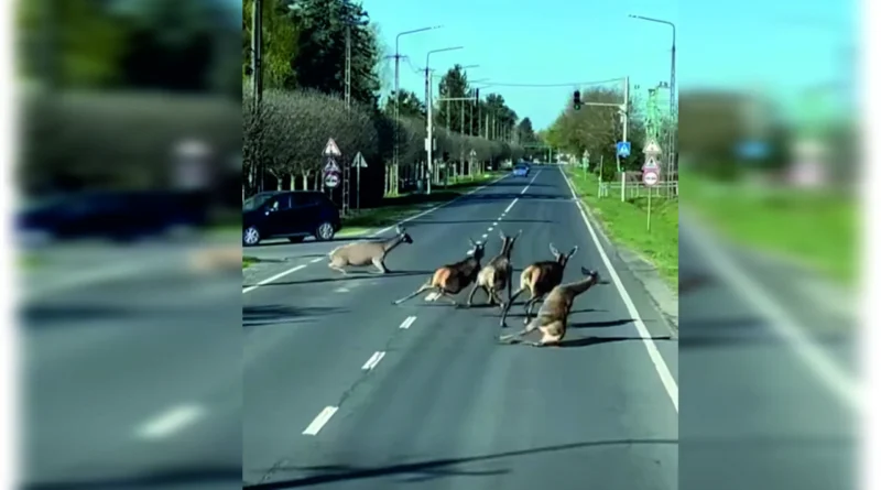 Balatonfenyvesen egy csapat őz ugrott az autók elé.