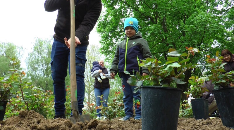 Bővült a rózsalugas. Az elmúlt évben születetteket ünnepelték – VIDEÓ