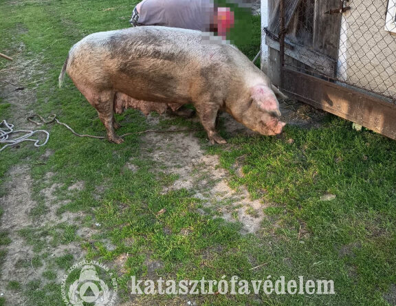 Szennyvízaknába esett egy sertés