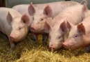 Figyelem, marcali sertéstartók! Fontos felhívást adott ki az önkormányzat