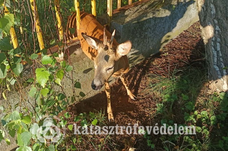 Őzek a pácban